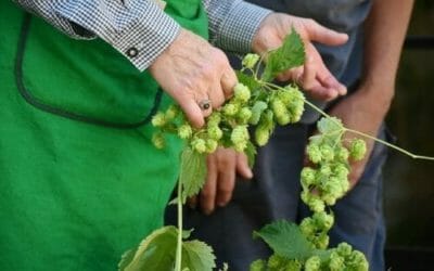 Il luppolo, quell’ingrediente noto per la birra, ma che vanta tante altre qualità