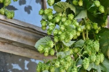 Il luppolo, quell’ingrediente noto per la birra, ma che vanta tante altre qualità