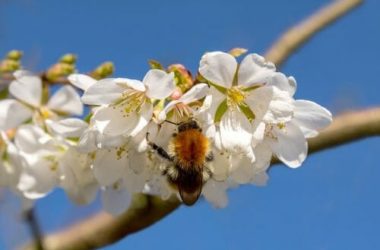 Ciliegio, tutto sull’albero dalla meravigliosa fioritura primaverile