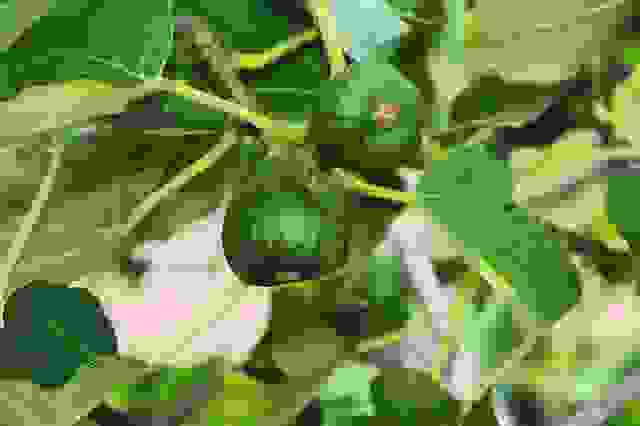 fico albero