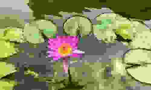 fiore di loto