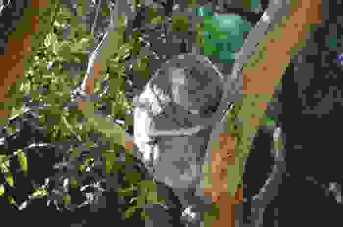 koala