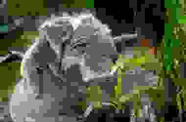 Koala: tutto quello che c’è da sapere su questo marsupiale noto per le sue dormite!