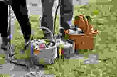 Una guida alla raccolta dei funghi, per neofiti e non