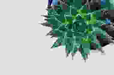 Haworthia: caratteristiche, varietà e cura delle piante succulente