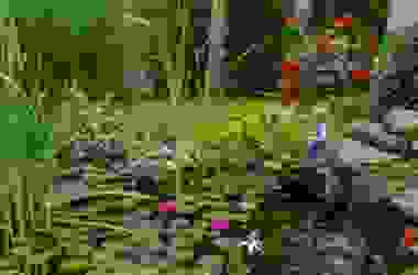 Le piante acquatiche da scoprire per un giardino davvero unico