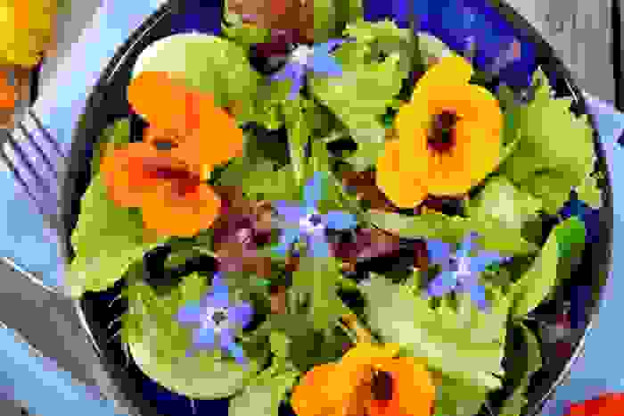borragine