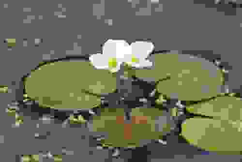 Come Sbarazzarsi Delle Alghe Negli Stagni: 14 Passaggi - Foto 6