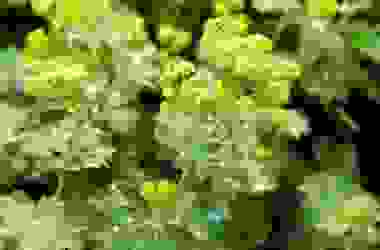 Alchemilla: una pianta ricca di proprietà utili in fitoterapia e non solo