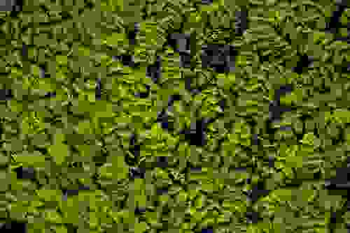 Piante galleggianti