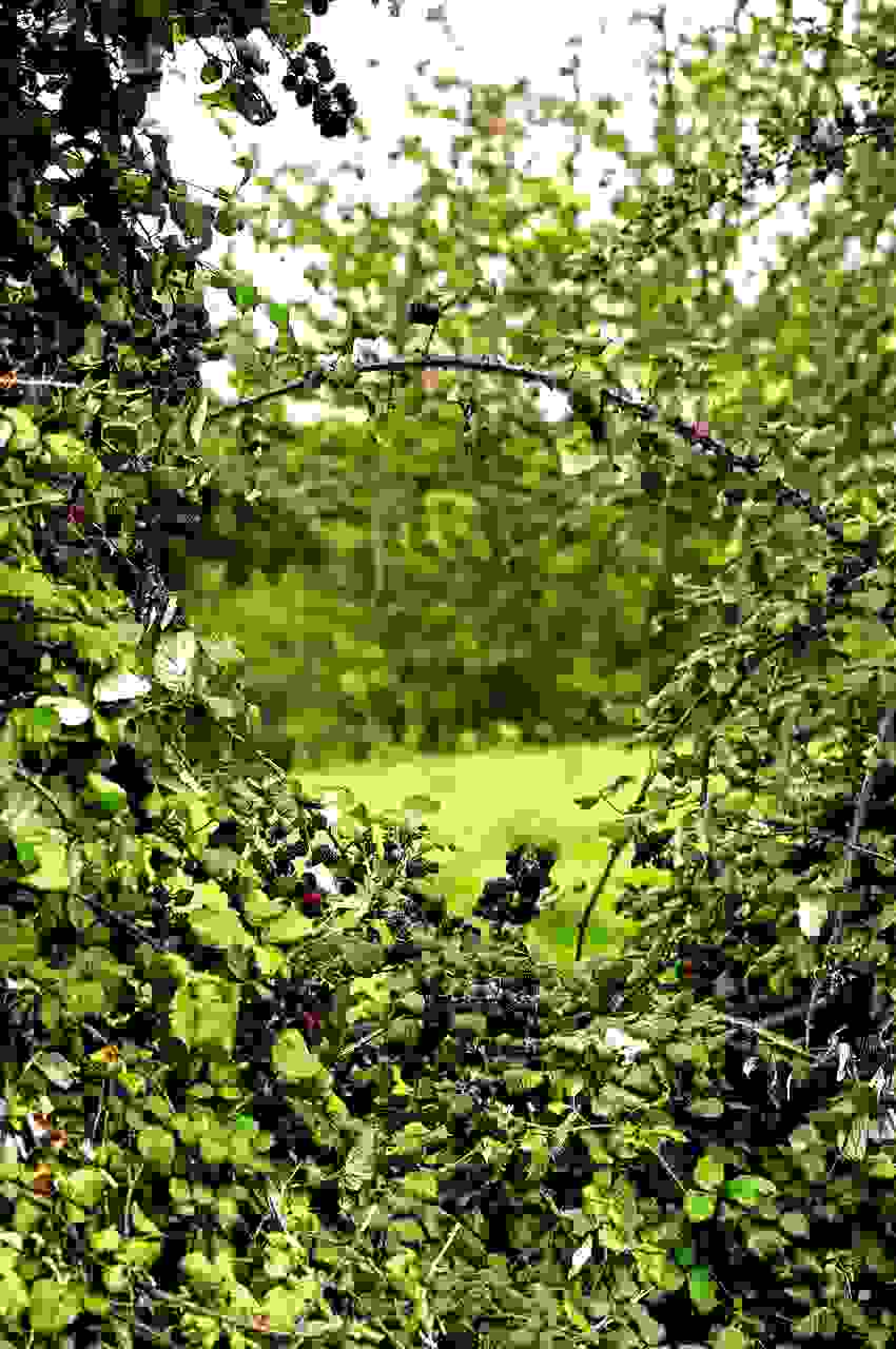 Rovo, quali proprietà, dove cresce e come si usano foglie e frutti
