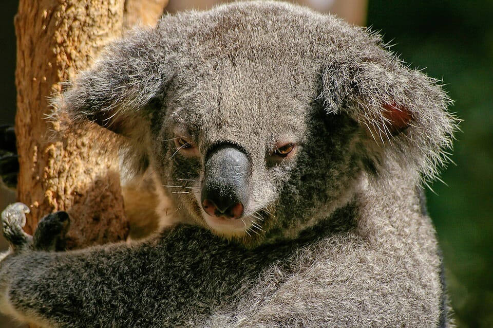 Koala scopriamo il dormiglione per eccellenza del regno animale