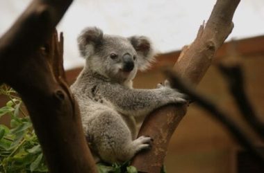Koala: tutto quello che c’è da sapere su questo marsupiale noto per le sue dormite!