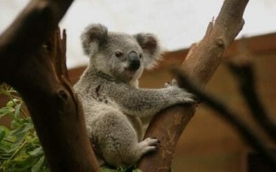 Koala: tutto quello che c’è da sapere su questo marsupiale noto per le sue dormite!