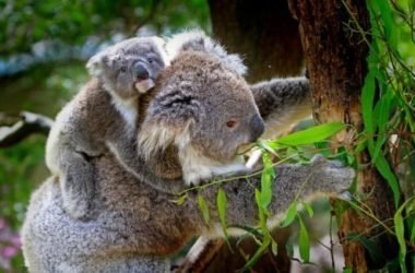 Koala: tutto quello che c’è da sapere su questo marsupiale noto per le sue dormite!