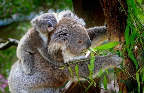 Koala: tutto quello che c’è da sapere su questo marsupiale noto per le sue dormite!