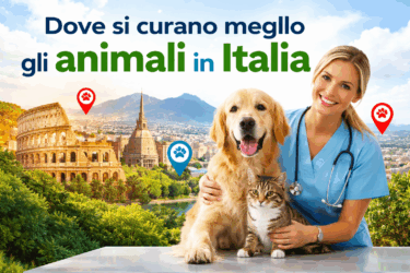 Dove si curano meglio gli animali in Italia: guida alle città con i migliori veterinari