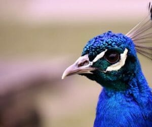 Pavone Tutto Su Questo Animale Dalla Coda Meravigliosa