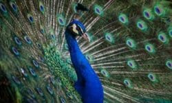Pavone: quali sono le caratteristiche e le curiosità di questo animale dalla splendida coda colorata