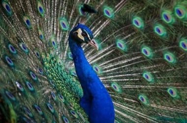 Pavone: quali sono le caratteristiche e le curiosità di questo animale dalla splendida coda colorata