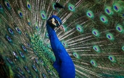 Pavone: quali sono le caratteristiche e le curiosità di questo animale dalla splendida coda colorata