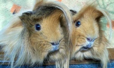 Guida alla cura del porcellino d’India: consigli per la dieta, l’igiene e la salute