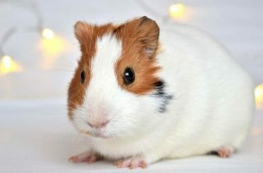 Porcellino d’India: aspetto, abitudini e cura della cavia domestica