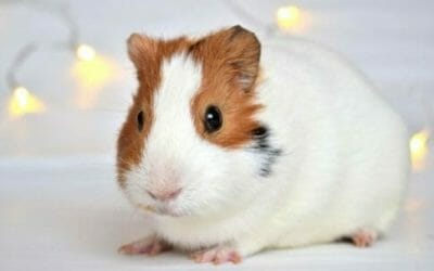 Porcellino d’India: aspetto, abitudini e cura della cavia domestica