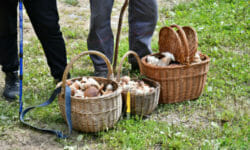 Una guida alla raccolta dei funghi, per neofiti e non