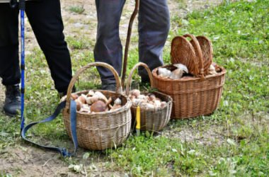 Una guida alla raccolta dei funghi, per neofiti e non