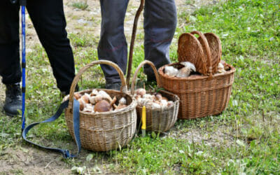 Una guida alla raccolta dei funghi, per neofiti e non