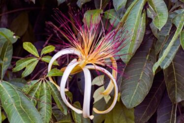 Pachira: aspetto e cura di questa pianta che possiamo coltivare nei nostri interni