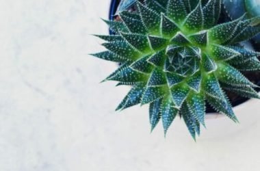Haworthia: caratteristiche, varietà e cura delle piante succulente