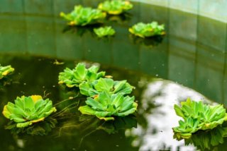 Plantes flottantes