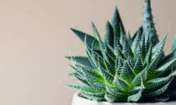 Haworthia: caratteristiche, varietà e cura delle piante succulente