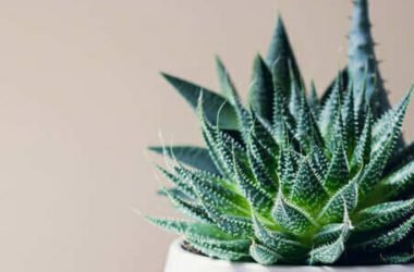 Haworthia: caratteristiche, varietà e cura delle piante succulente