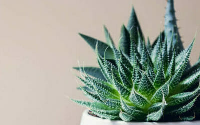Haworthia: caratteristiche, varietà e cura delle piante succulente