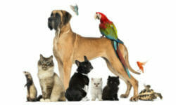 Animali domestici: quali sono, quali attenzioni e cure?