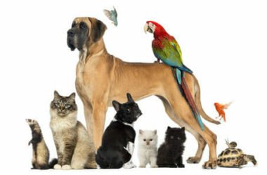 Animali domestici: quali sono, quali attenzioni e cure?