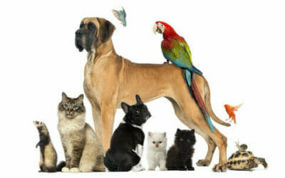 Animali domestici: quali sono, quali attenzioni e cure?