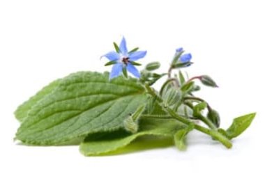 Borragine, tutto su questa pianta perenne dalle molte virtù