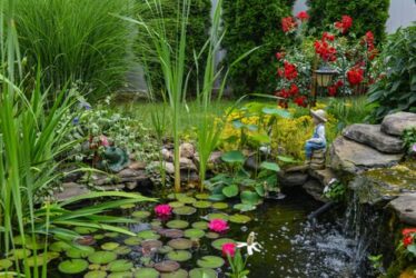 Le piante acquatiche da scoprire per un giardino davvero unico