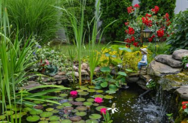 Le piante acquatiche da scoprire per un giardino davvero unico