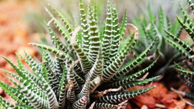 Haworthia reinwardtii