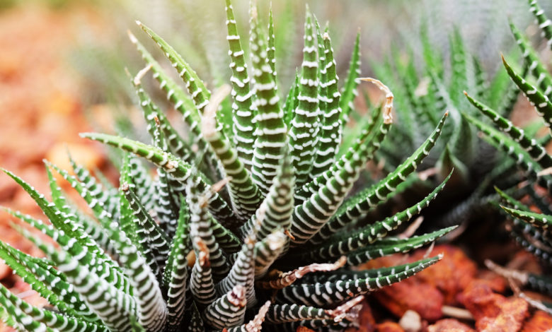 Haworthia reinwardtii