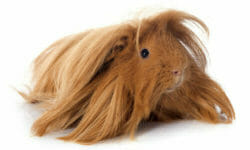 Cavia peruviana: aspetto e cura di questo roditore a pelo lungo
