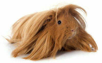 Cavia peruviana: aspetto e cura di questo roditore a pelo lungo