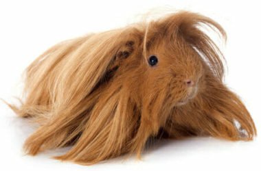 Cavia peruviana: aspetto e cura di questo roditore a pelo lungo