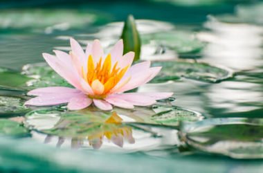 Piante galleggianti: quali sono e che cure richiedono