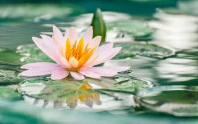 Piante galleggianti: le migliori per uno stagno o un laghetto ... Fiori acquatici nomi